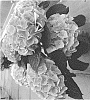 Hydrangea%20macrophylla%20%27H217905%27