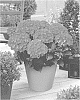 Hydrangea%20macrophylla%20%27JON04%27