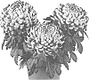 Chrysanthemum%20X%20morifolium%20%27Fichrycospur%27