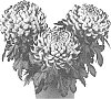 Chrysanthemum%20X%20morifolium%20%27Fichrycospur%27