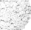 Chrysanthemum%20X%20morifolium%20%27Fichryevenwhi%27