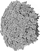 Chrysanthemum%20X%20morifolium%20%27Fichrysunfla%27