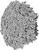 Chrysanthemum%20X%20morifolium%20%27Fichrysunfla%27