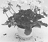 Pelargonium%20zonale%20%27KLEPZ17435%27