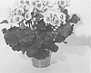 Pelargonium%20zonale%20%27KLEPZ17487%27