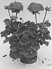 Pelargonium%20zonale%20%27KLEPZ17154%27