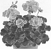 Pelargonium%20x%20hortorum%20%27Pacchoap%27
