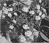 Pelargonium%20peltatum%20%27KLEPP17459%27
