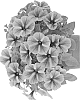 Petunia%20X%20hybrida%20%27Dopetstar%27