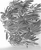 Schefflera%20taiwaniana%20%27Monhinschf%27
