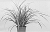 Carex%20morrowii%20%27Everglow%27