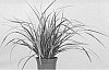 Carex%20morrowii%20%27Everglow%27