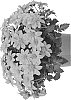 Bidens%20ferulifolia%20%27Dobibitora%27