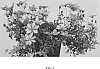 Bidens%20triplinervia%20%2715S25%27