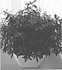 Cuphea%20hyssopifolia%20%27Wescufloso%27