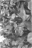 Zantedeschia%20sprengeri%20%27Fantasia%27