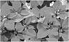Poinsettia%20Plant%20Named%20%60EURZ0009%27