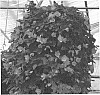 Begonia%20plant%20named%20%27Citra%27