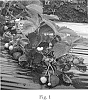 Fragaria%20x%20ananassa%20%27Wasatch%27