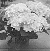 Hydrangea%20macrophylla%20%27H217902%27