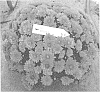 Chrysanthemum%20X%20morifolium%20%27Fichrymeror%27