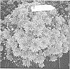 Chrysanthemum%20X%20morifolium%20%27Fichrydayor%27