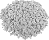 Chrysanthemum%20X%20morifolium%20%27Fichryaftora%27