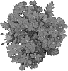 Verbena%20X%20hybrida%20%27Dovesuvio%27