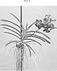 Vanda%20spp.%20Jones%20ex%20R.%20Br.%20%27SPCDW1609%27