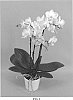 Phalaenopsis%20hybrid%20%27PHALGALDAN%27