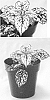 Hypoestes%20phyllostachya%20%27G15180%27