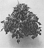 Solenostemon%20sp.%20%27SAKCOL022%27