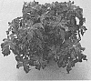 Solenostemon%20sp.%20%27SAKCOL023%27