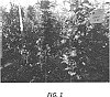 Malus%20domestica%20Borkh.%20%27GalaMic%27
