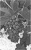Vitis%20L.%20hybrid%20%27Enchantment%27