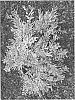 Distylium%20myricoides%20%27RLH-DM1ER%27