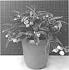 Gaultheria%20procumbens%20%27Hokutotakaji-001%27
