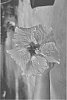 Hibiscus%20rosa-sinensis%20%27DUP-PTS%27