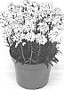 Iberis%20sempervirens%20%27IBSZ0006%27