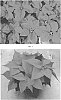 Euphorbia%20pulcherrima%20%27EURZ0012%27