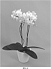 Phalaenopsis%20hybrid%20%27PHALGLODAL%27