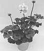 Pelargonium%20zonale%20%27KLEPZ17400%27