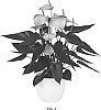 Anthurium%20andraeanum%20L.%20%27ANTHFOFUN%27