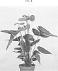 Anthurium%20andraeanum%20Linden%20ex%20Andre%20%27ARAANTRED6%27