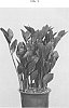 Zamioculcas%20zamiifolia%20%28hort.%20Lodd.%29%20Engl.%20%27EDZAMDARK1%27
