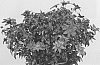 Bidens%20triplinervia%20%2715S27%27