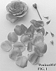 Rosa%20hybrid%20%27Poulcas054%27