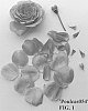 Rosa%20hybrid%20%27Poulcas054%27