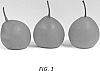 Pyrus%20communis%20x%20Pyrus%20pyrifolia%20x%20Pyrus%20X%20bretschneideri%20%27PremP009%27