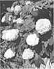 Hydrangea%20quercifolia%20%27BIV01%27
